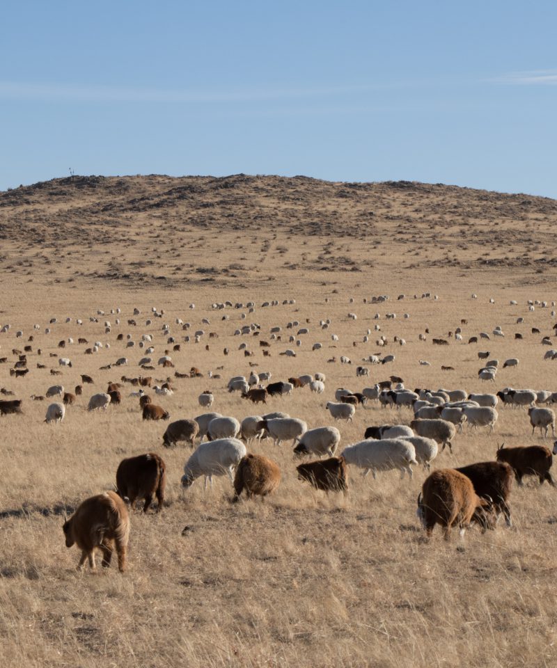 Sheeps on steppe. Khentii province