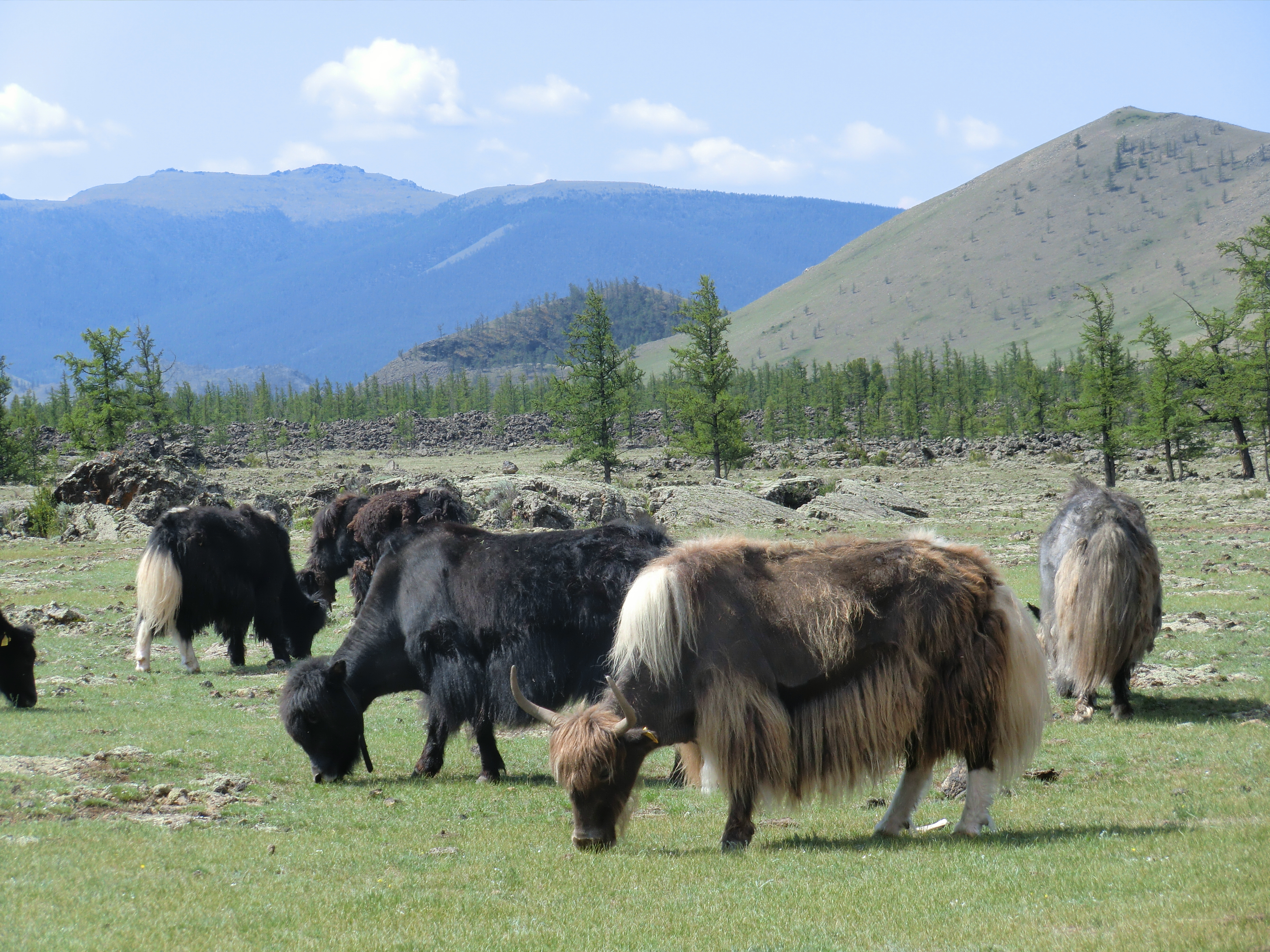 Yak came from Mountains of the Tibetan to Mongolia