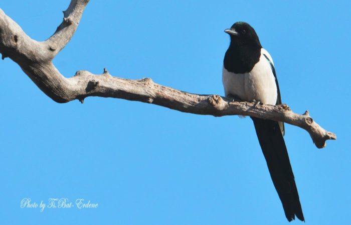 Bird magpie in Mongolia