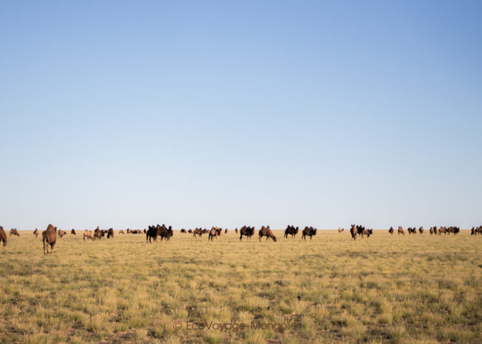 Camels - Tour Mongolia