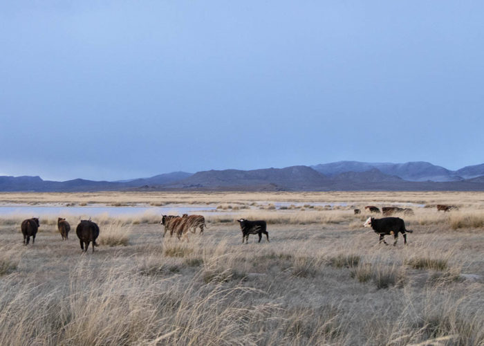 Cows - Tour mongolia