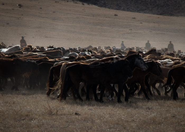 Horse - Tour Mongolia