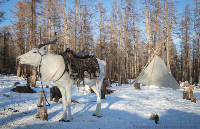 The Nine-Nine in Mongolia - Winter Mongolia