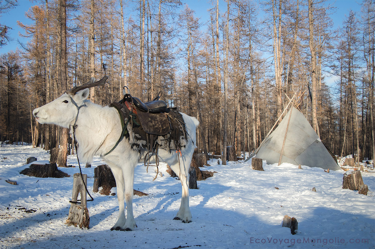 The Nine-Nine in Mongolia - Winter Mongolia