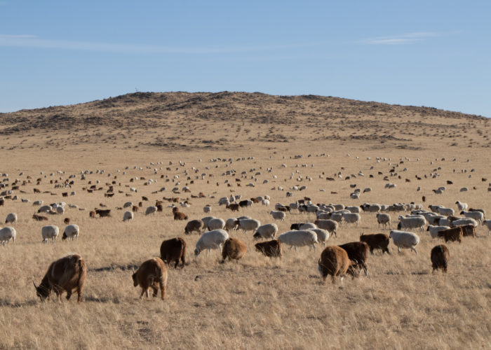 Sheep and Goats - Tour Mongolia